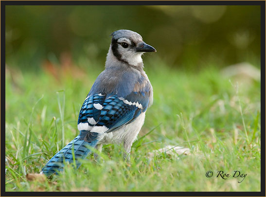 Juvenile Blue Jay (Cyanocitta cristata)